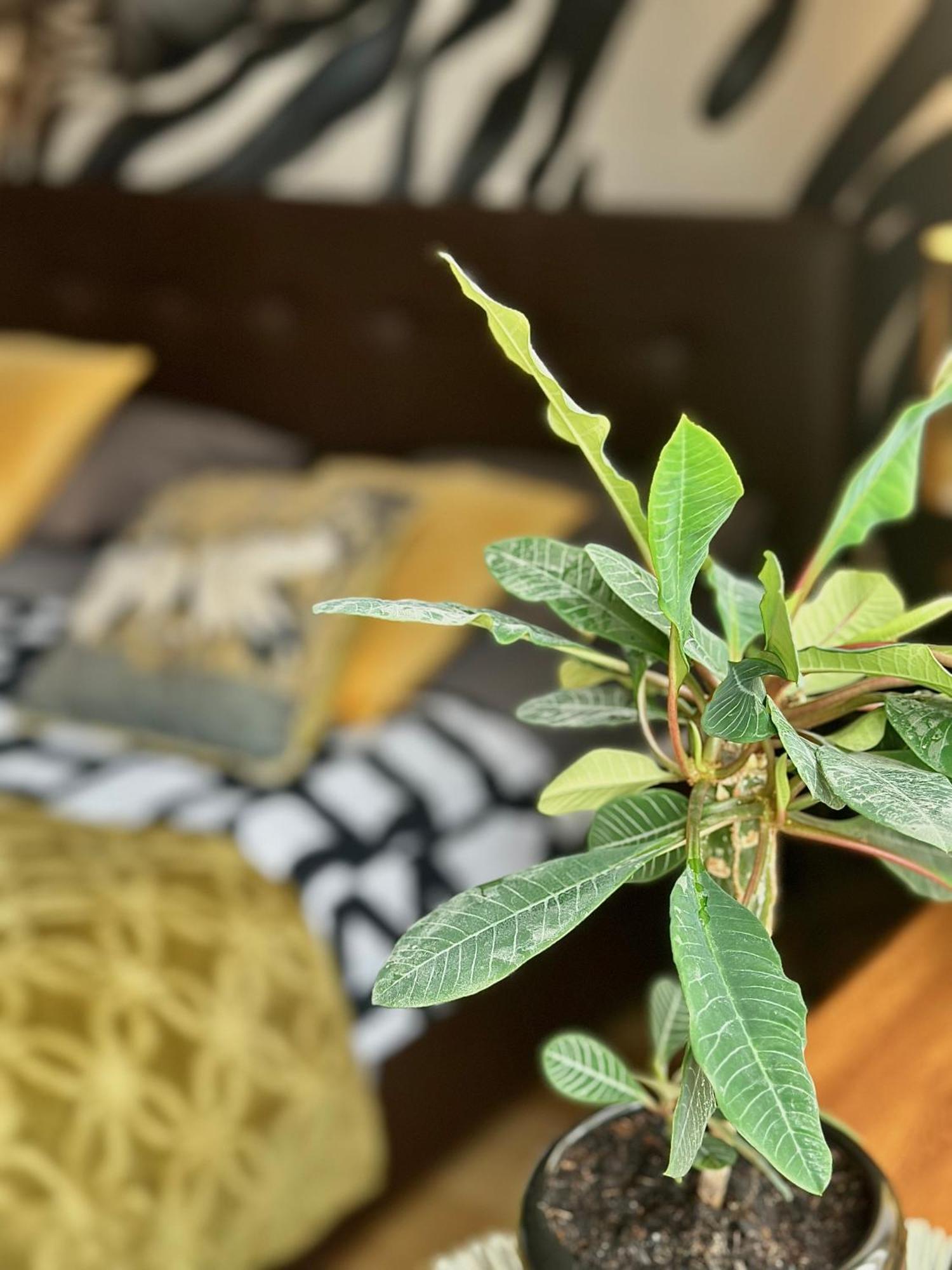 ורשה Africa Apartment מראה חיצוני תמונה
